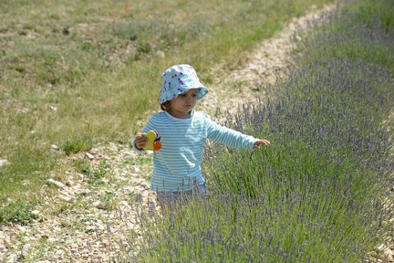 Ferrassieres - Greta feeding her butterfly lavender nectar2
